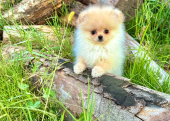 Pomeranian Teddy Face